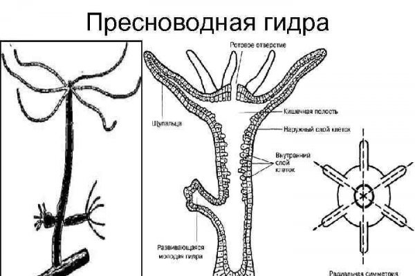 Блэк спрут пв